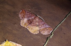 Thysanopyga abdominaria