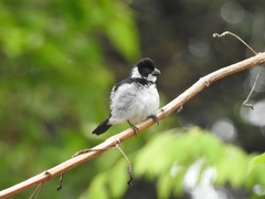 Sporophila americana