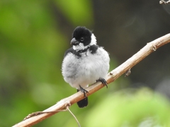 Sporophila americana