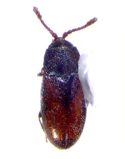 Atomaria subangulata