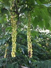 Pterocarya fraxinifolia