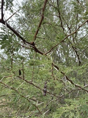 Vachellia nilotica subsp. kraussiana image