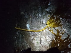 Laminaria ochroleuca