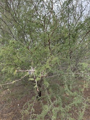 Vachellia nilotica subsp. kraussiana image