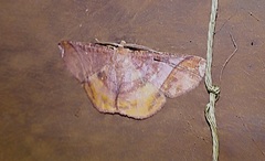 Thysanopyga abdominaria