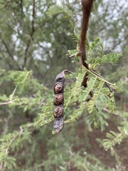 Vachellia nilotica subsp. kraussiana image