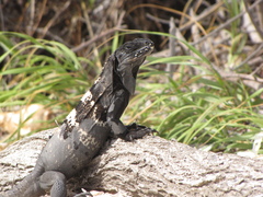 Ctenosaura oedirhina