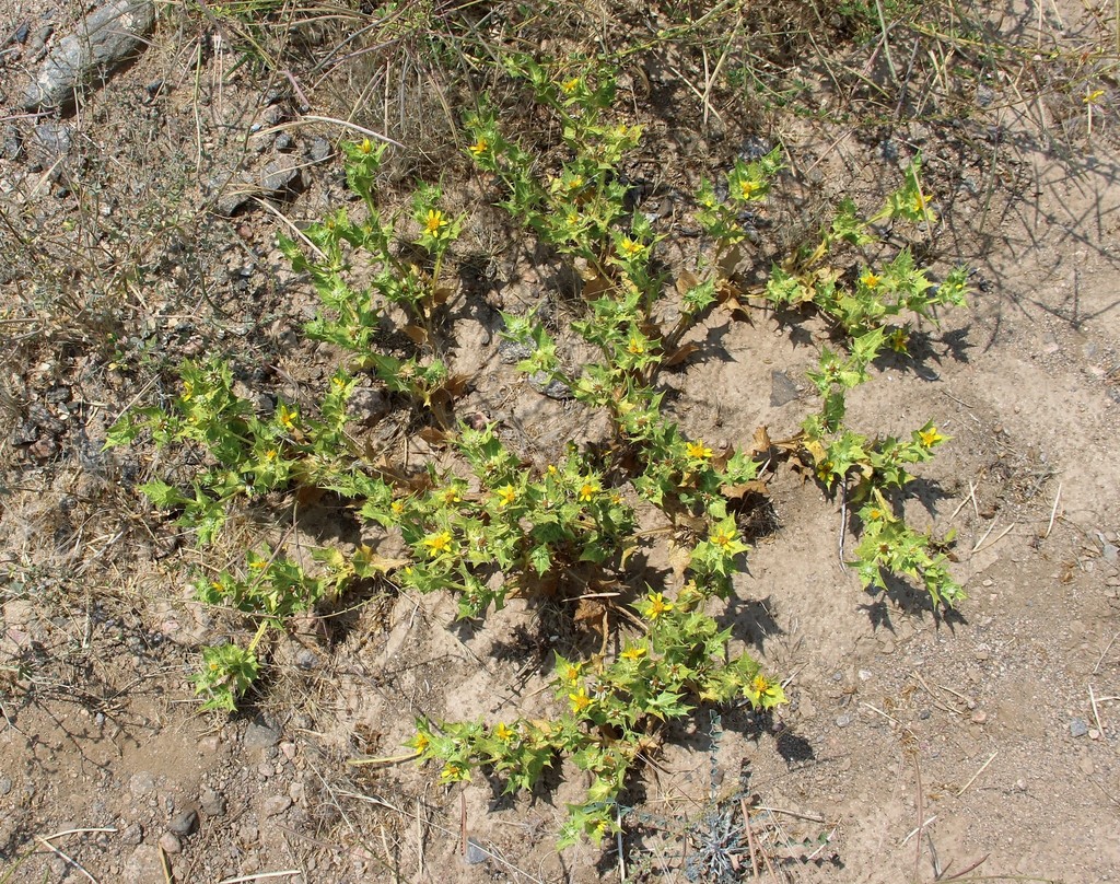 Spiny Vomitdaisy