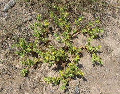 Geigeria spinosa