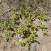 Geigeria spinosa - Photo 由 fmop_lages 所上傳的 (c) fmop_lages，保留部份權利CC BY-NC
