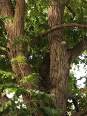 Pterocarya fraxinifolia