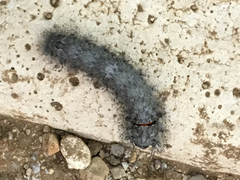 Apotolype brevicrista