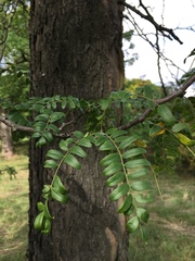Gleditsia sinensis