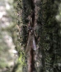 Formicidae