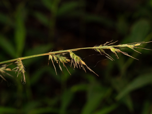 Oplismenus hirtellus observed 2025-06-24