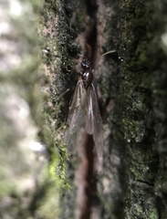 Formicidae