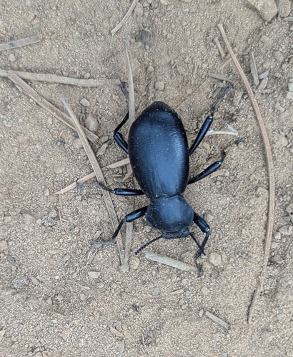 California Broad-necked Darkling Beetle photo 5