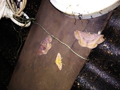 Thysanopyga abdominaria