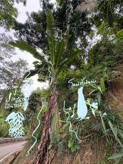 Ensete glaucum, photograph (c) athiwu, some rights reserved (CC BY-SA)