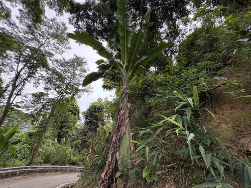 Ensete glaucum, photograph 2
