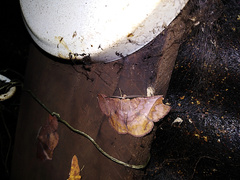 Thysanopyga abdominaria