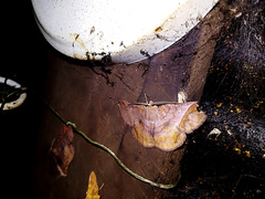 Thysanopyga abdominaria