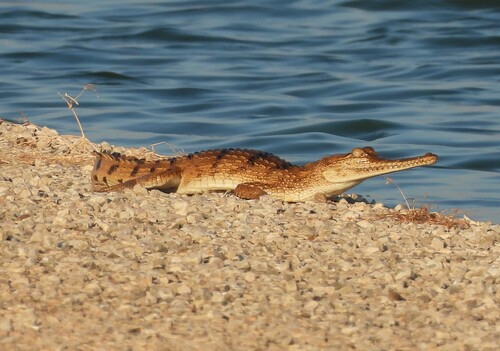 Freshwater Crocodile, Crocodylus johnstoni