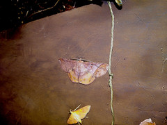 Thysanopyga abdominaria