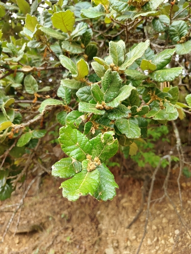 Mexican Oak (Quercus greggii)