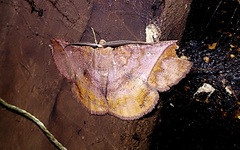 Thysanopyga abdominaria