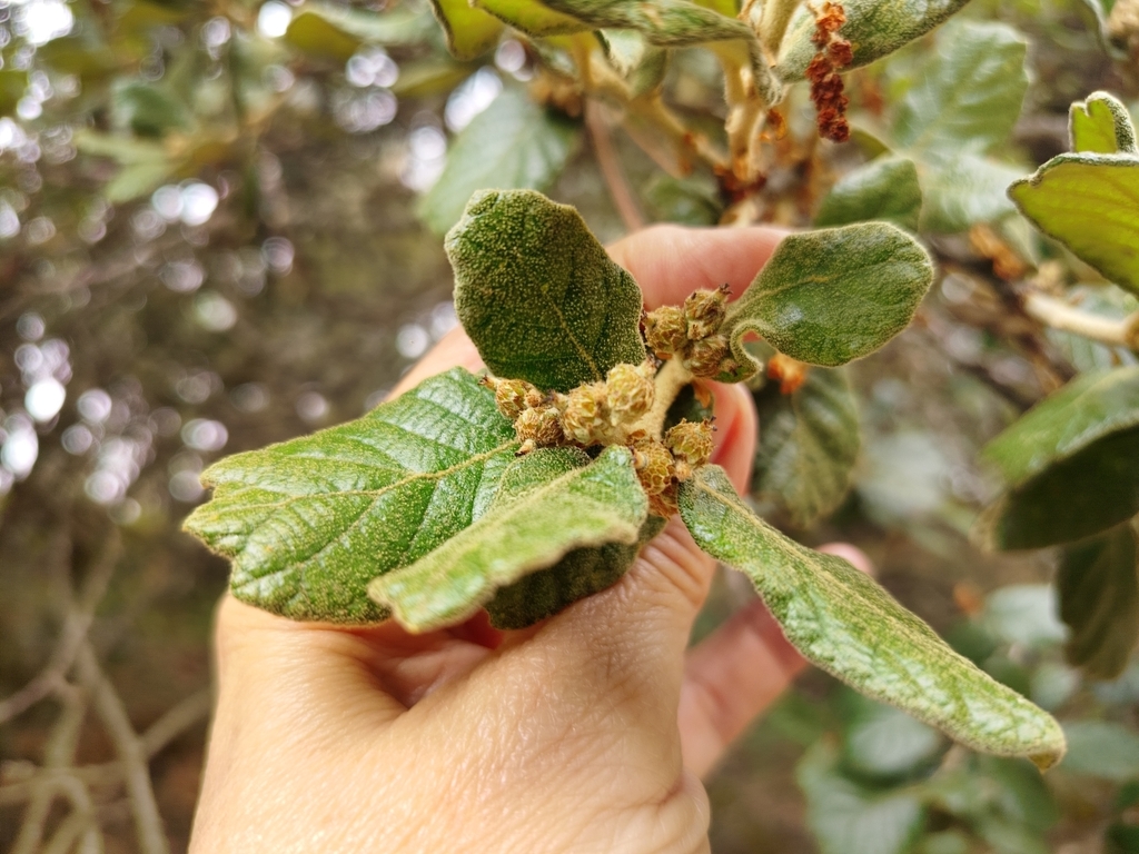 Quercus greggii; photograph (c) Adriana Nelly Correa Sandoval, some rights reserved (CC BY)
