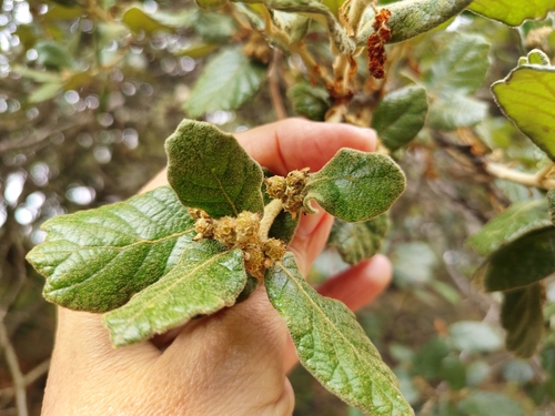 Quercus greggii, photograph 3