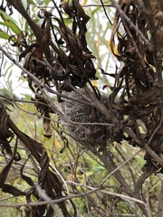 Polioptila californica