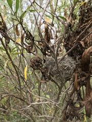 Polioptila californica