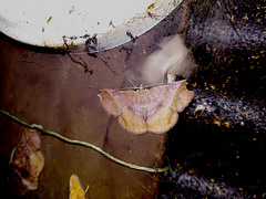 Thysanopyga abdominaria