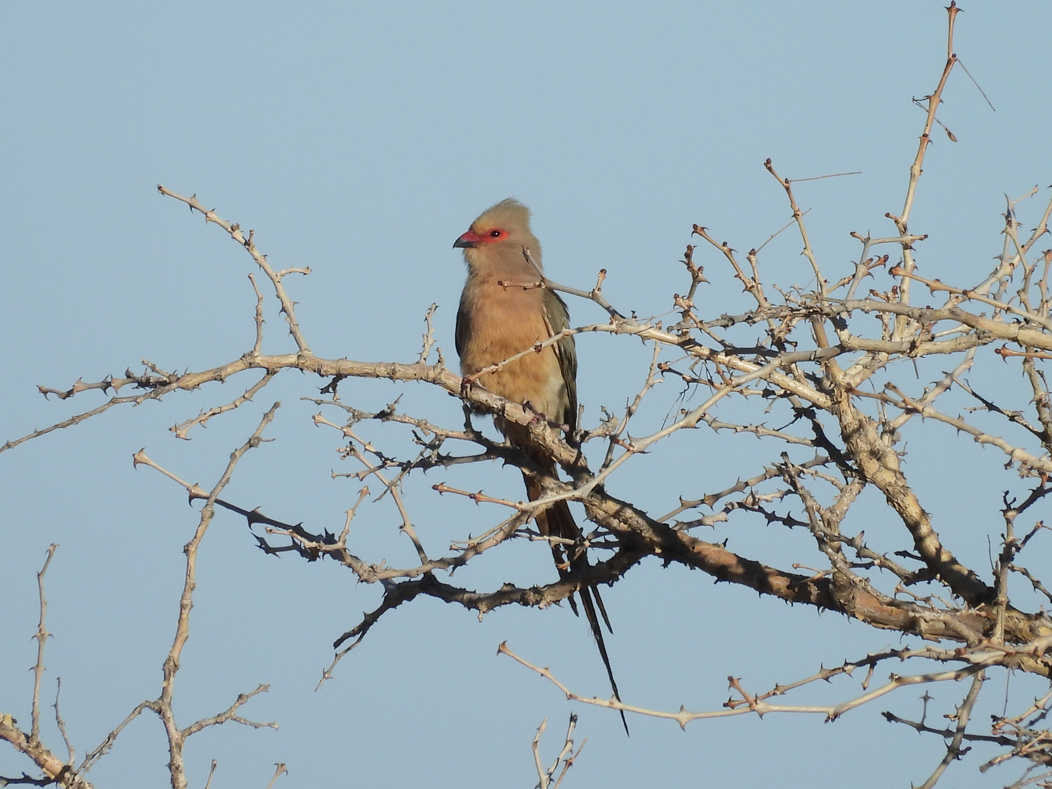 Red-faced Mousebird illustration