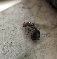 Crematogaster scutellaris