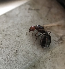 Crematogaster scutellaris