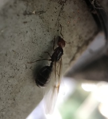 Crematogaster scutellaris