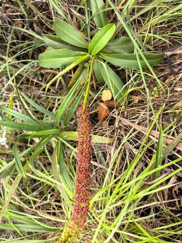Nepenthes mantalingajanensis