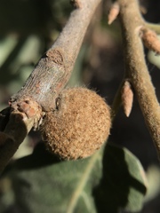 Burnettweldia washingtonensis