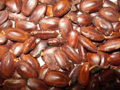 Enterolobium