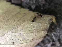 Tetramorium