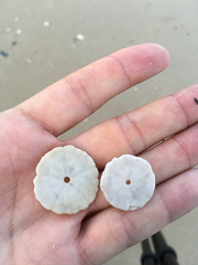 Echinarachnius parma