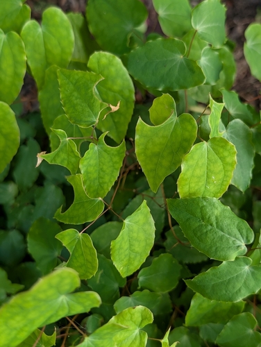 Epimedium grandiflorum iNat (3)