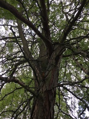 Gleditsia triacanthos