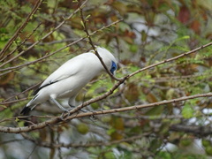 Leucopsar rothschildi