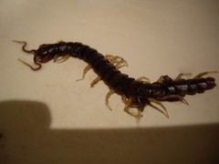 Scolopendra subspinipes