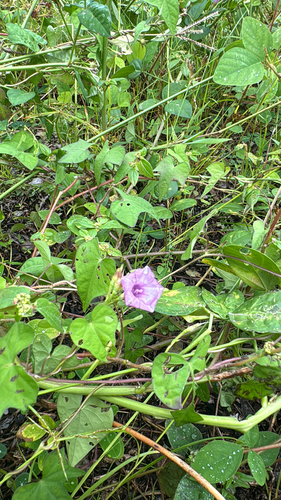 Ipomoea triloba observed 2025-06-25