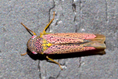 Apogonalia germana